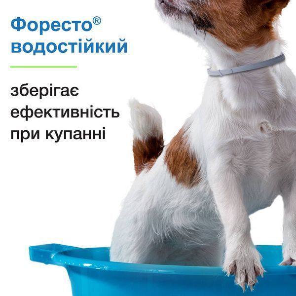 Нашийник Foresto by Elanco у використанні, розмір S (38 см). Купуй зараз і піклуйся про свого улюбленця!