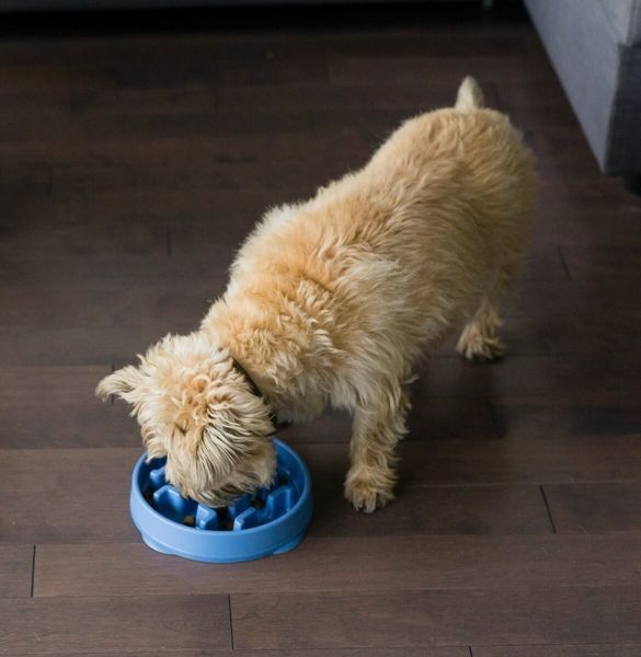 Собака їсть корм із синьої миски-лабіринту Outward Hound Fun Feeder Slo Bowl "Тетріс" розміру M, демонструючи її використання.