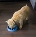 Собака їсть корм із синьої миски-лабіринту Outward Hound Fun Feeder Slo Bowl "Тетріс" розміру M, демонструючи її використання.